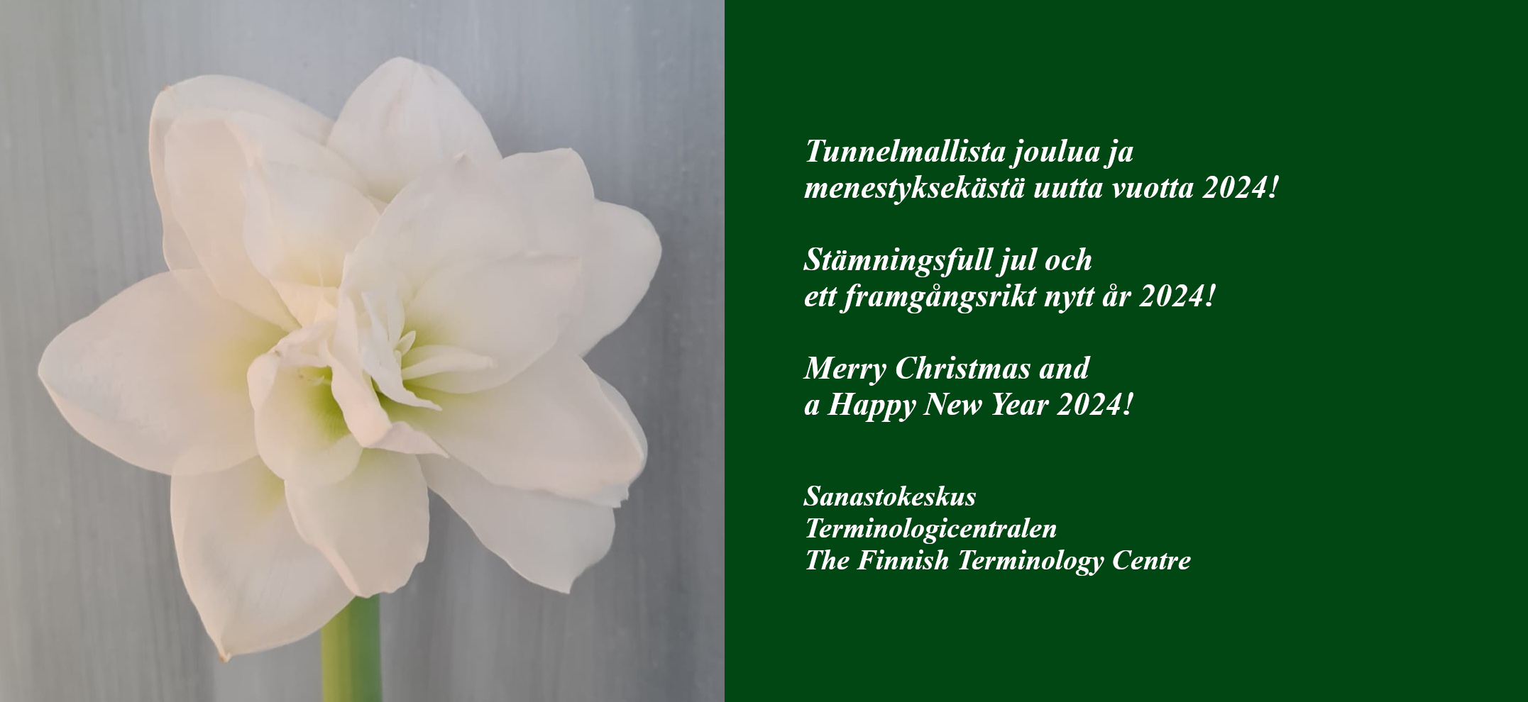 Christmas greeting picturing a large white amaryllis